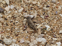 Sphingonotus personatus