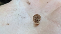 Deconica horizontalis