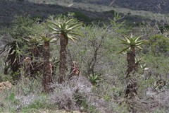 Aloe ferox