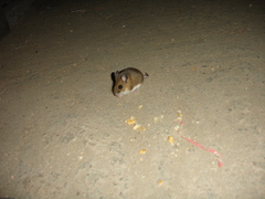Peromyscus melanotis