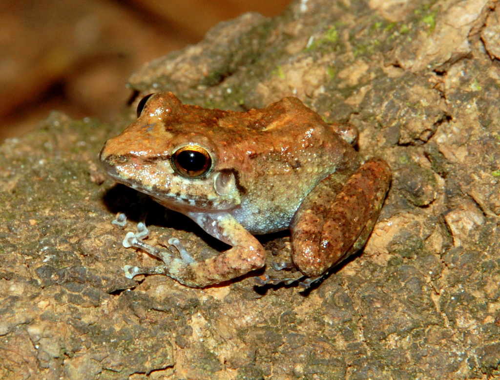 Rio Mamore Robber Frog (Pristimantis fenestratus)