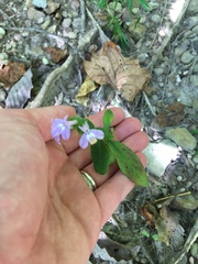 Lobelia spicata