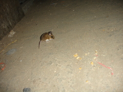 Peromyscus melanotis