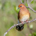 Blue-eyed Ground Dove - Photo (c) Edu Franco, some rights reserved (CC BY-NC), uploaded by Edu Franco