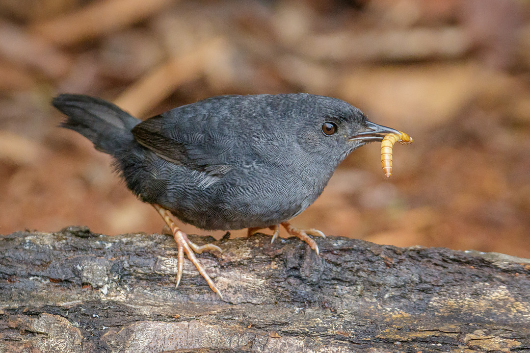 Marsh Tapaculo illustration