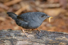 Scytalopus iraiensis