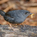 Marsh Tapaculo - Photo (c) Edu Franco, some rights reserved (CC BY-NC), uploaded by Edu Franco