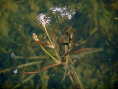 Potamogeton ochreatus