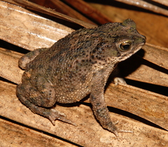 Rhinella major