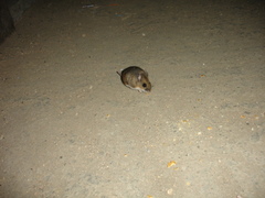Peromyscus melanotis