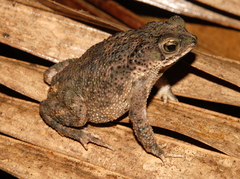 Rhinella major