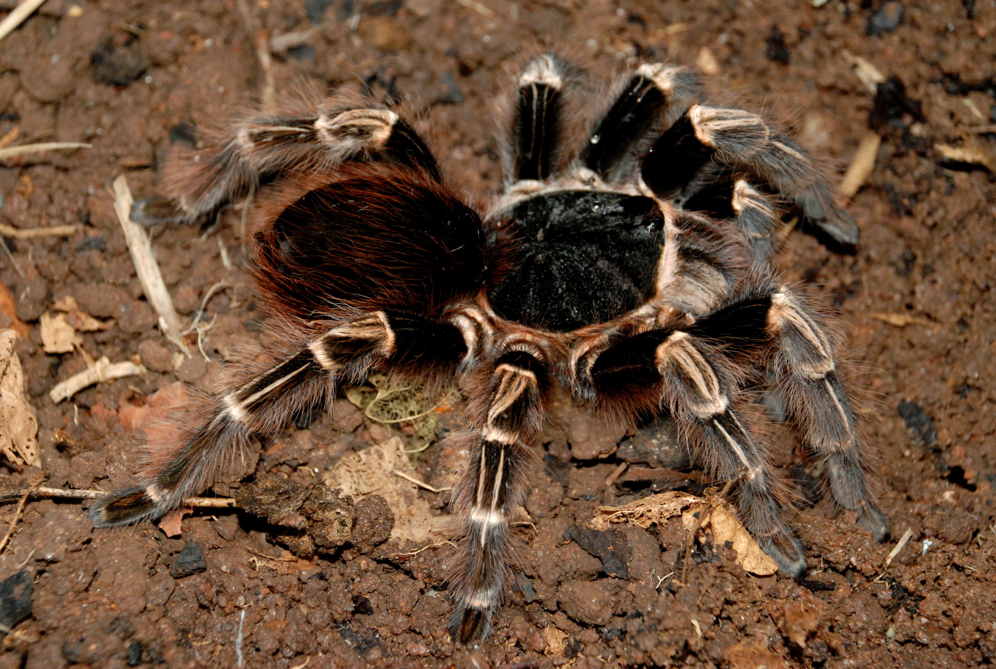 Brazilian Orange-banded Tarantula (Acanthoscurria juruenicola