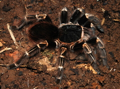 Acanthoscurria