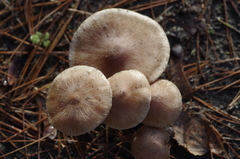Lactarius hepaticus