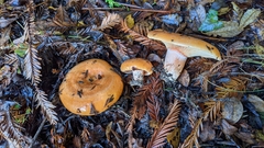 Lactarius aestivus