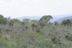 Aloe ferox