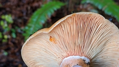 Lactarius aestivus