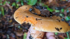 Lactarius aestivus
