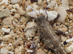 Sphingonotus personatus