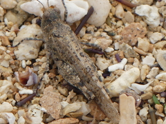 Sphingonotus personatus