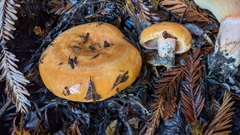 Lactarius aestivus