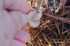 Lactarius hepaticus