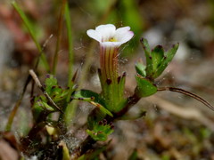 Gratiola sexdentata