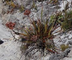 Dilatris pillansii