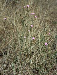 Dianthus bicolor