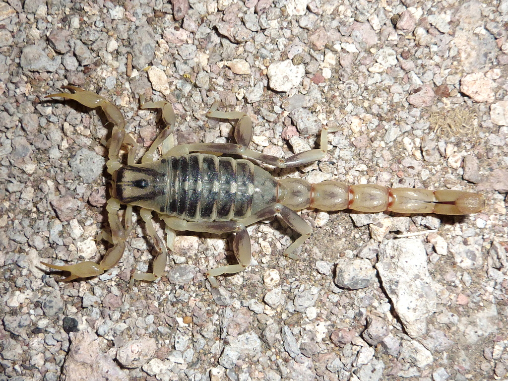Brachistosternus angustimanus