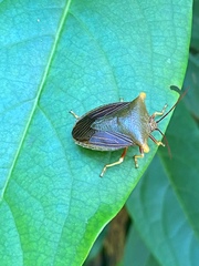 Peromatus