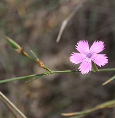 Dianthus bicolor