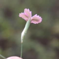 Dianthus bicolor