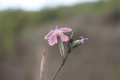 Dianthus bicolor