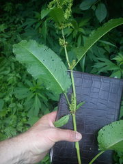 Rumex obtusifolius