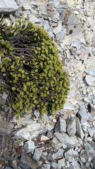 Veronica tetrasticha