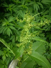 Rumex obtusifolius