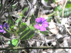 Scaevola calliptera