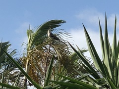Mimus polyglottos image