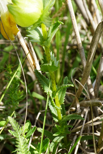 Image of Rhinanthus borbasii by (c) Patrick Hacker, some rights reserved (CC BY)