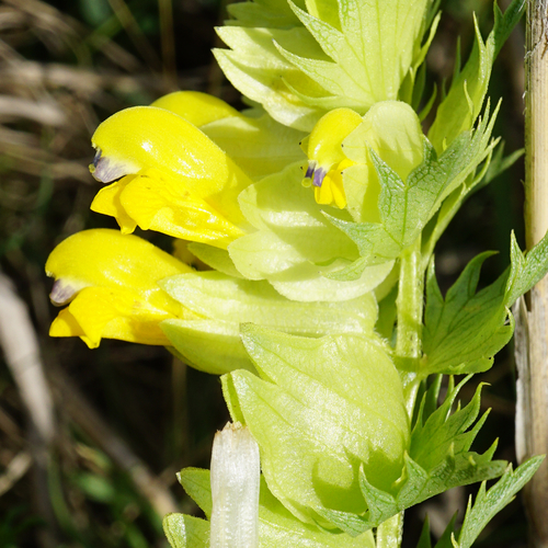 Image of Rhinanthus borbasii by (c) Patrick Hacker, some rights reserved (CC BY)