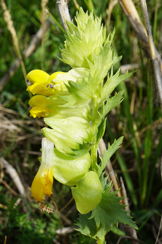 Image of Rhinanthus borbasii by (c) Patrick Hacker, some rights reserved (CC BY)