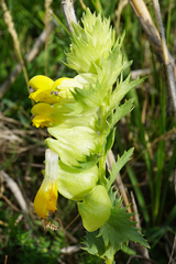 Rhinanthus borbasii