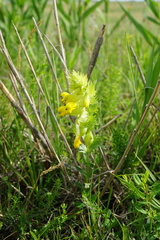 Rhinanthus borbasii