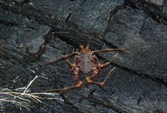 Amazochroma pedroi