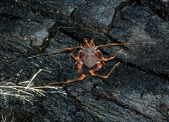 Amazochroma pedroi