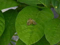 Cryptochrysa auripennis