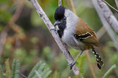 Sakesphoroides cristatus