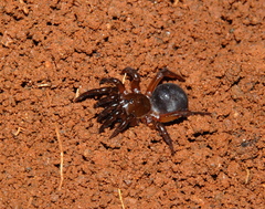 Idiops petiti