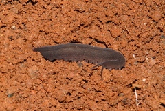 Onychophora
